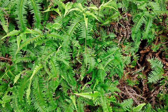 蕨类植物 森林地表 背景素材