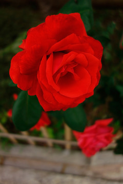 红色月季花 玫瑰花 蔷薇