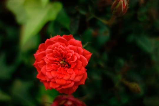 月季花 玫瑰花 红色月季