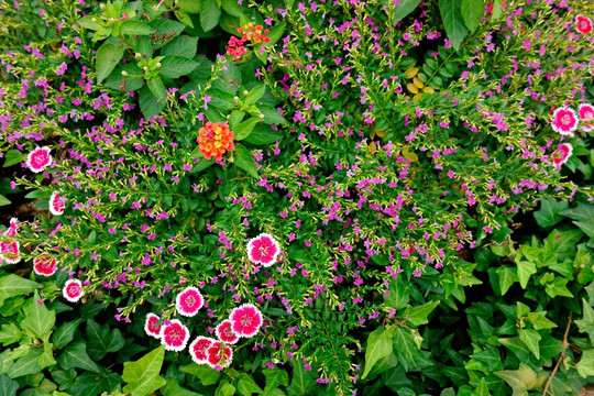 石竹 白边粉色花 花圃