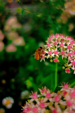 粉花绣线菊 粉色小碎花 蜜蜂