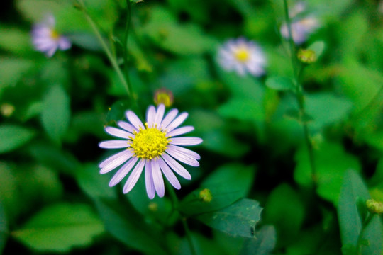 狗娃花 白色野菊花 白色野花