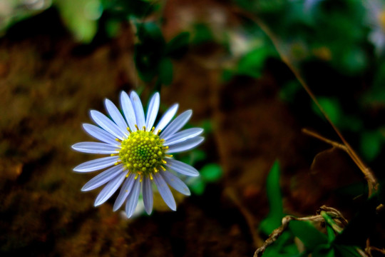 狗娃花 野菊花 白色野花