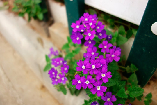 美女樱 紫色花 小野花