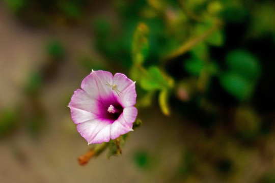 矮牵牛 牵牛花 喇叭花 紫色