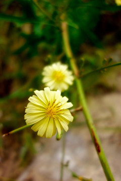 翅果菊 黄色野菊花 苦荬菜