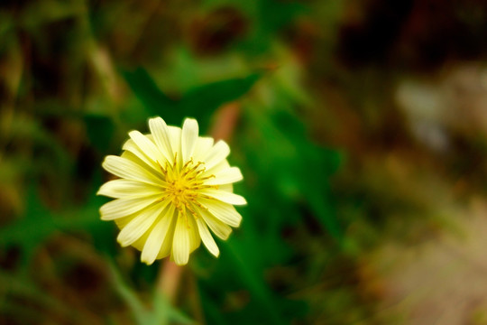 翅果菊 黄色野菊花 苦荬菜