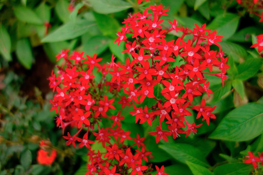 繁星花 红色小碎花 五星花