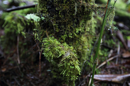 绿色植被 苔藓