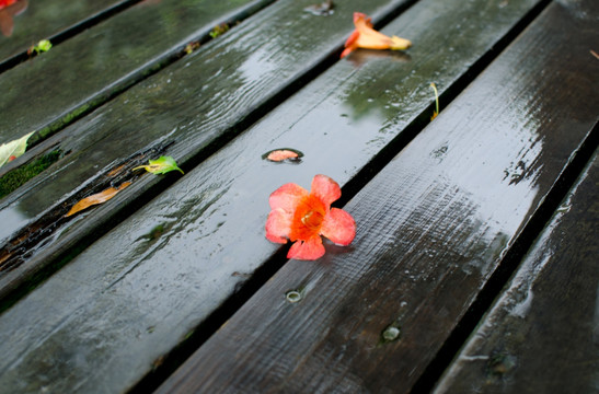 落花 花瓣 木板