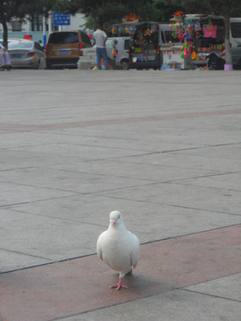 广场 鸽子 和平鸽