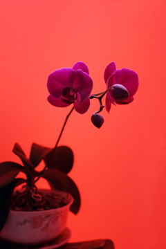 蝴蝶兰 静物摄影 红色 花卉