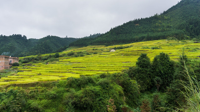 梯田 连山欧家梯田