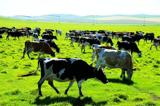 夏季湿地草原牛群