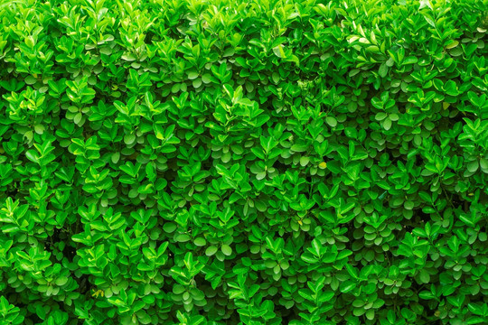 绿色植物墙 冬青绿叶