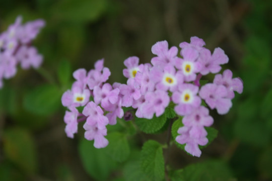 紫色小花朵