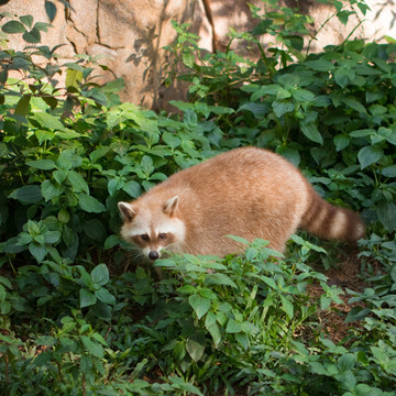 小浣熊