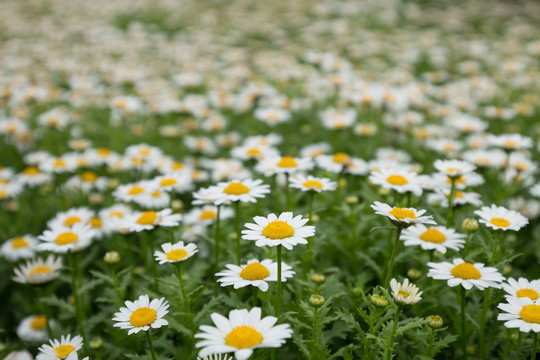 小菊花