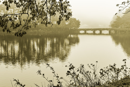 如琴湖 花径曲桥