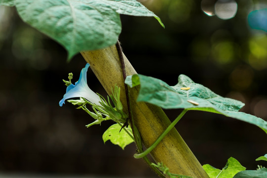 牵牛花