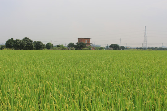 田园风光