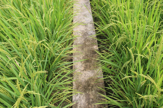 稻田