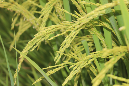 秋季水稻
