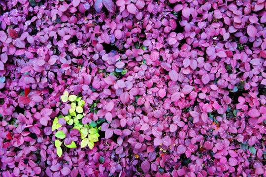 紫色植物背景