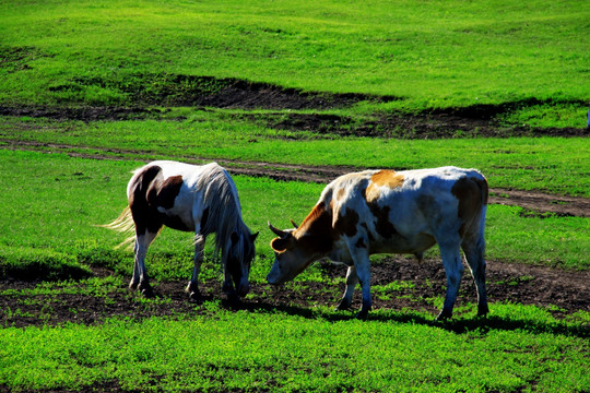 草原上的马和牛