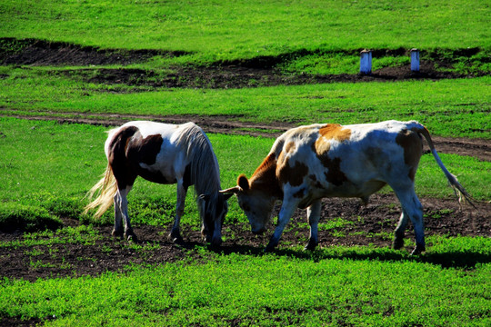 草原上吃草的马和牛