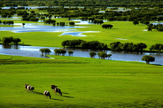 夏季湿地牛群