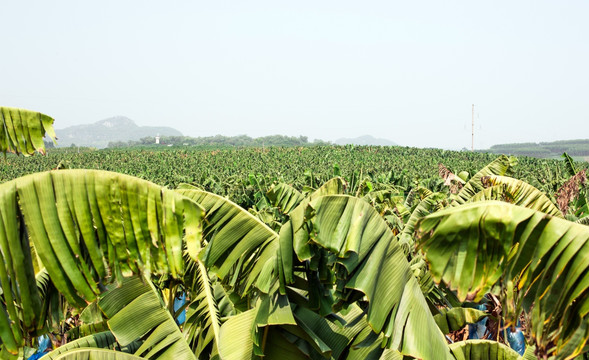 香蕉 蕉海 香蕉林