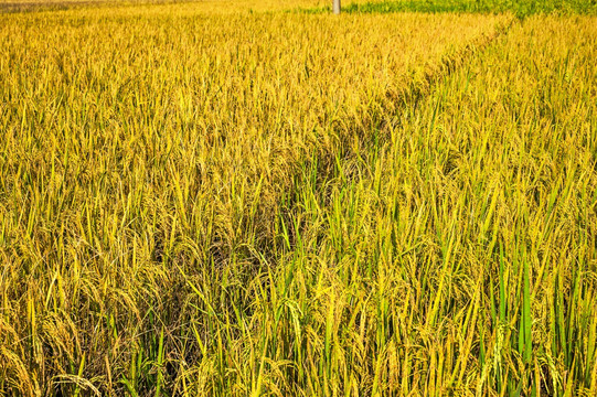 水稻 稻田 稻子 丰收