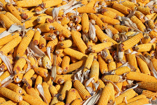 玉米 包米 农村 丰收 农业