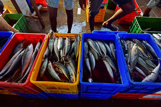 鱼市场 海鲜市场