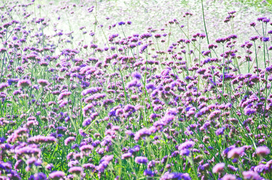 灿烂紫花