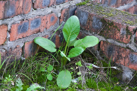 野菜