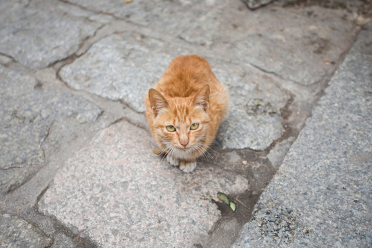 趴着的猫