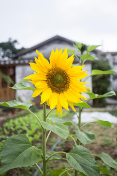 向日葵太阳花