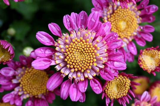 紫色小菊花雏菊