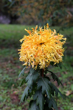 菊花品种金龙爪