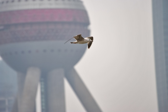 外滩的海鸥