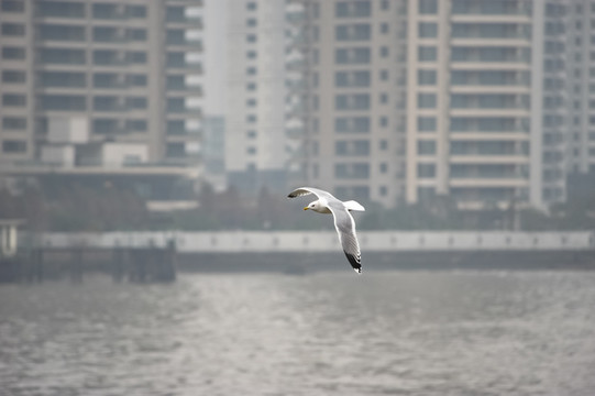 外滩的海鸥