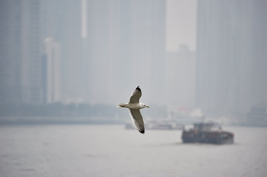 城市上空的海鸥