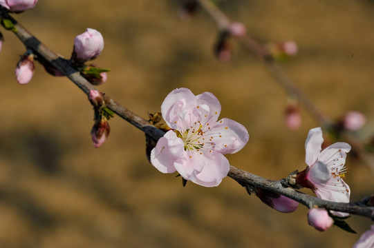 桃花