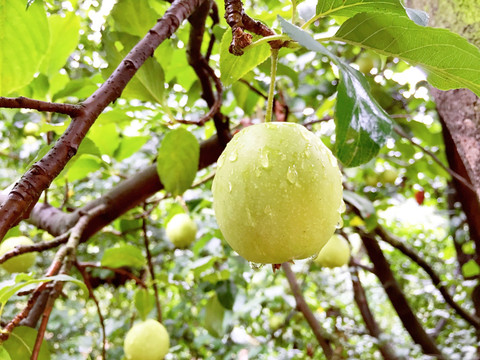 苹果山楂 青山楂