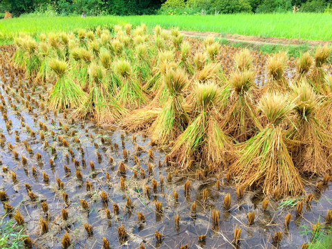 稻田 稻草 收割