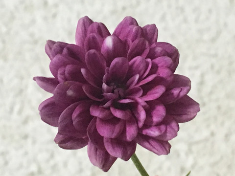 紫花朵
