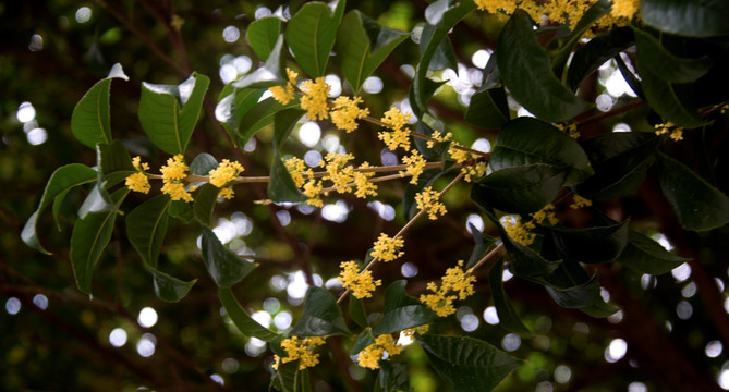 桂花