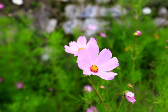 波斯菊